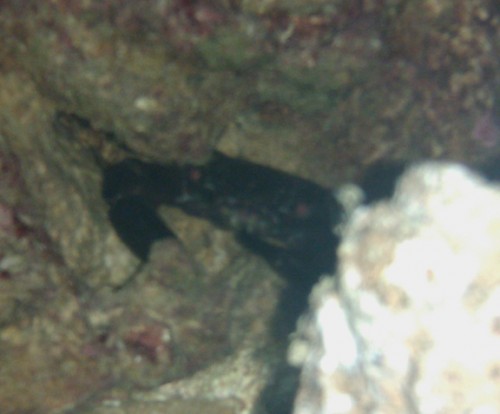 Vil jeg have denne her ??<br />Krabben er helt sort. Har håt på benene og gule spidser på benene. Skjoldet er bulet. Ved ikke hvordan man måler en krabbe men der hvor den er bredest over &quot;ryggen&quot; er den nok omkring 4-5 cm !!