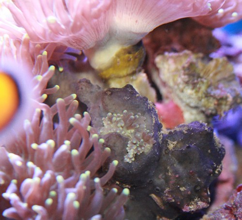 euphyllia01.JPG