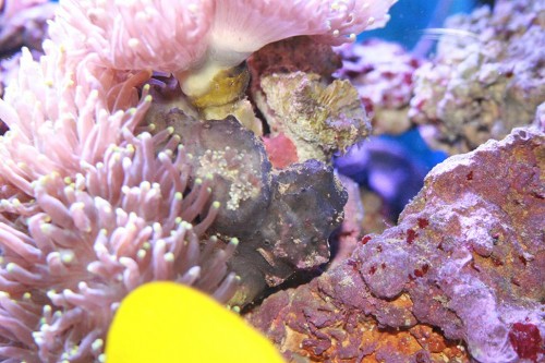 euphyllia02.JPG