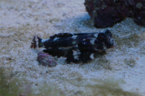 Scooter Blennien poserer...
