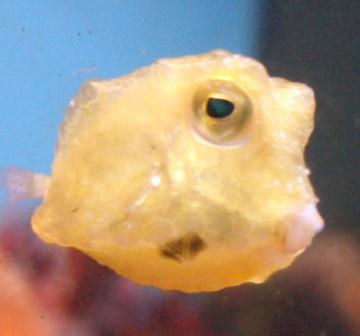 boxfisk1.JPG