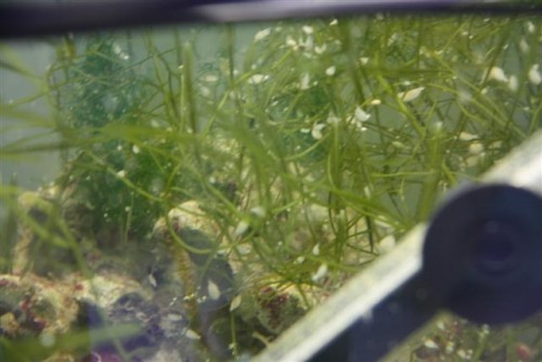 saltvandsakvarie 070 (Small).jpg