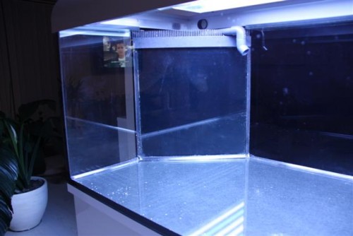 saltvandsakvarie 018 (Small).jpg