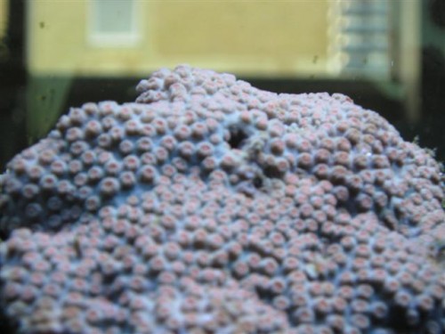 koral 003 (Small).jpg