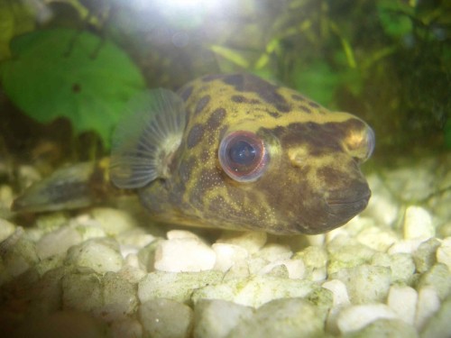 Kuglefisk