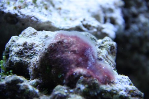 saltvandsakvarie 098 (Small).jpg