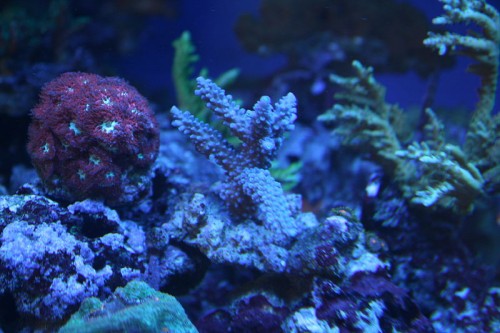 blå acropora