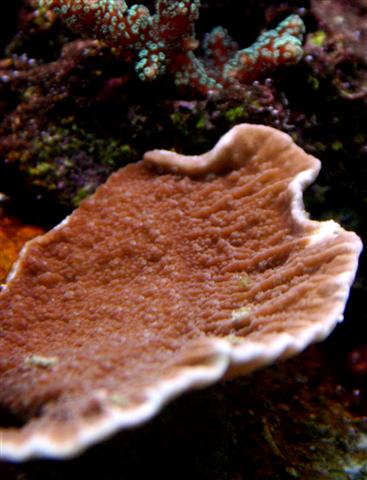 Montipora.JPG