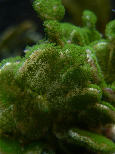 Foto venligst doneret af Mike4284m fra reefcentral.