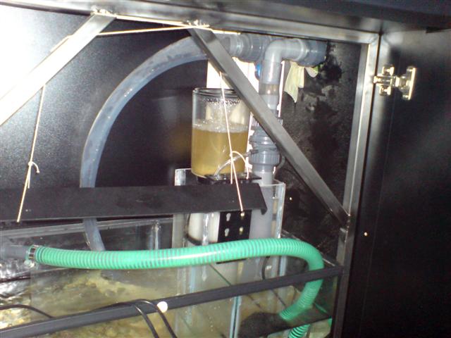 skummerkop med meget snask