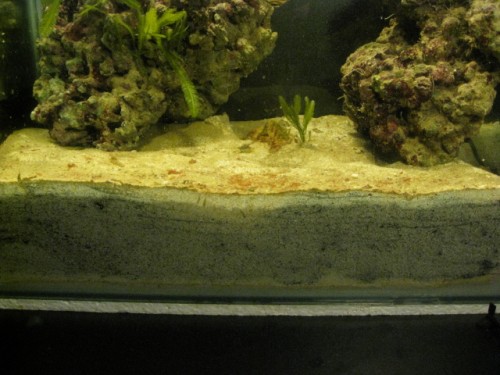 refugium (1).JPG