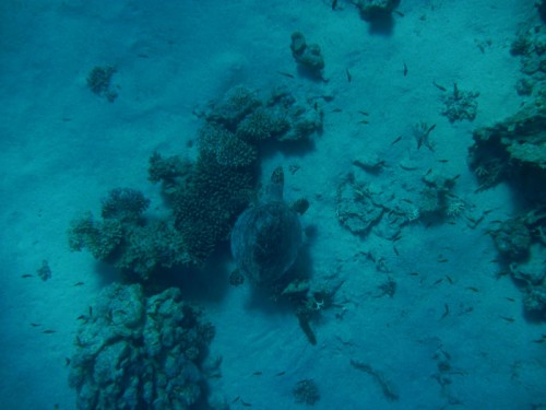 PA280024.jpg
