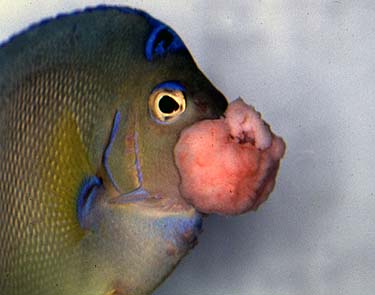 Lymphocystis Disease.jpg