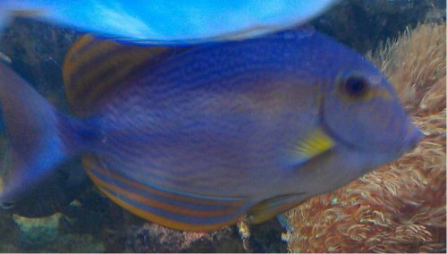 Acanthurus xanthopterus 1.jpg