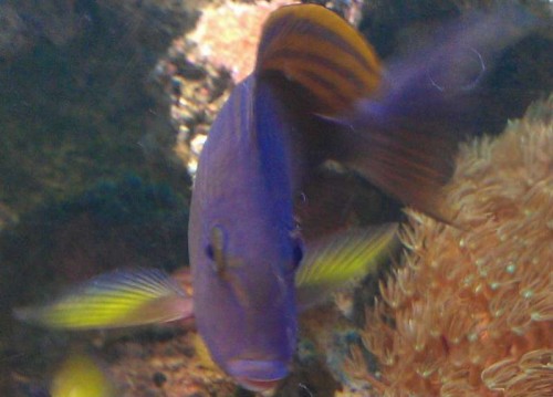 Acanthurus xanthopterus 2.jpg