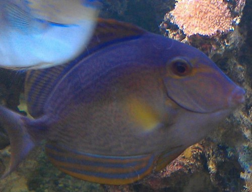 Acanthurus xanthopterus 3.JPG