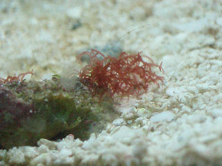 Hvad er dette! Alge!...jpg