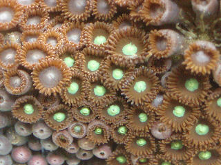 Polypper jeg ik kender navnet på...Hjælp...jpg