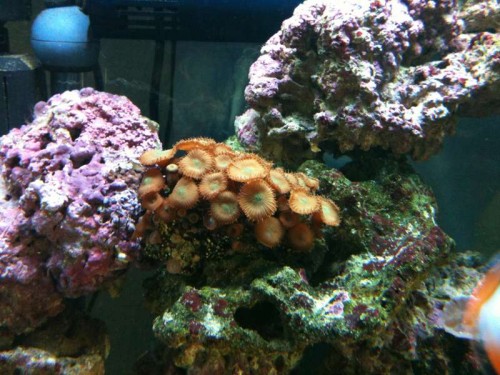 dem her hvad er det?