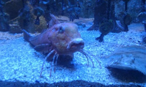 IMAG0515.jpg