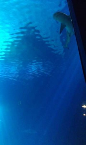 IMAG0209.jpg