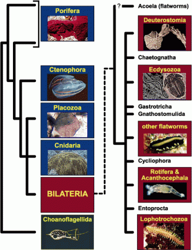 metazoa system fra  http://www.ucmp.berkeley.edu/