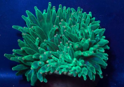 Orange tip anemone.jpg