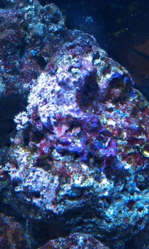 IMAG2711.jpg