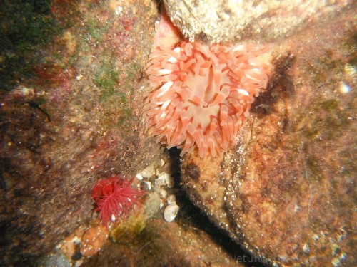 Perlerandet og stor søanemone