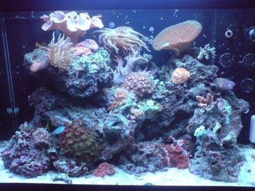 Lige et af mit forrige akvarie, som også kørte fint på vandskift og sund fornuft. frem for vand test og kunstige sødestoffer. :-)