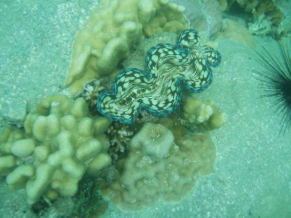 En Tridacna sp. Formentlig en T. crocea.