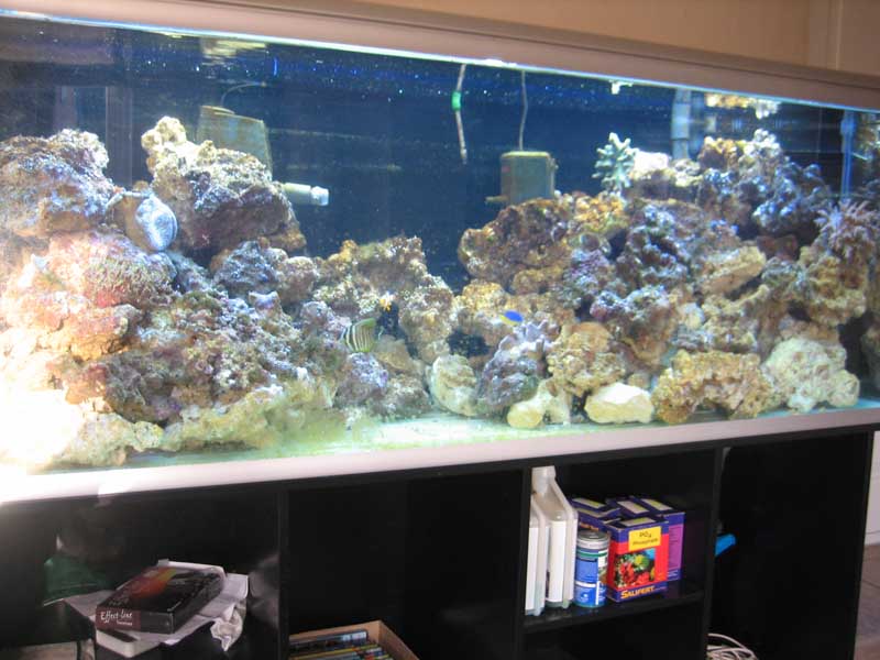 Akvarium med begyndende alger