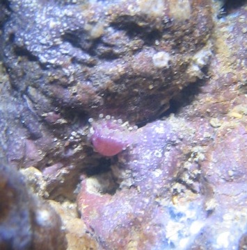 En lille anemone dims..