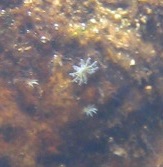 små bitte rørorme.. tror jeg de kan i hvert fald forsvinde hurtigt ;-)