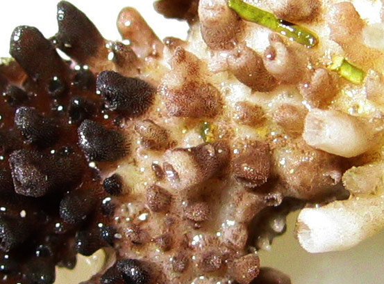 Acropora-2.jpg