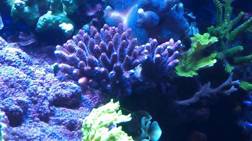 &quot;millepora&quot;