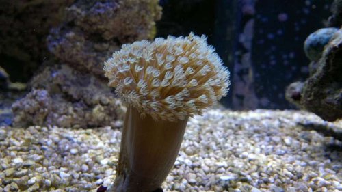 2013-06-18-2416.jpg (42.09 KiB) Vist 1226 gange Sarcophyton (nogen som ved, hvad denne hedder?)