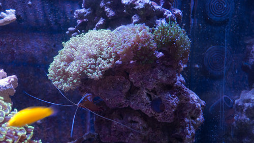 hammerkoral (1 of 1).jpg