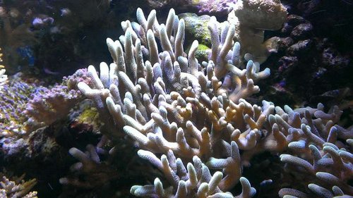 S.guttatus &quot;green tip&quot;