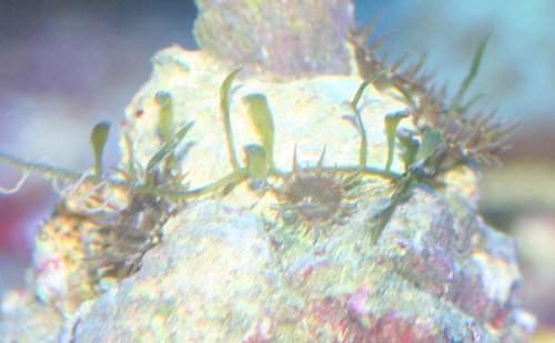 Anemone ting