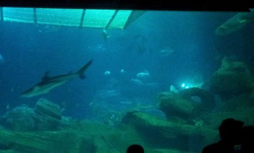 I nettet i toppen af billedet gik der faktisk hammerhajer, men de var ikke lukket ud i deres Ocean tank endnu
