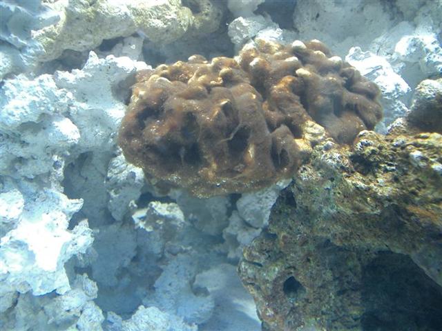 CIMG2769 (Medium) (Small).JPG