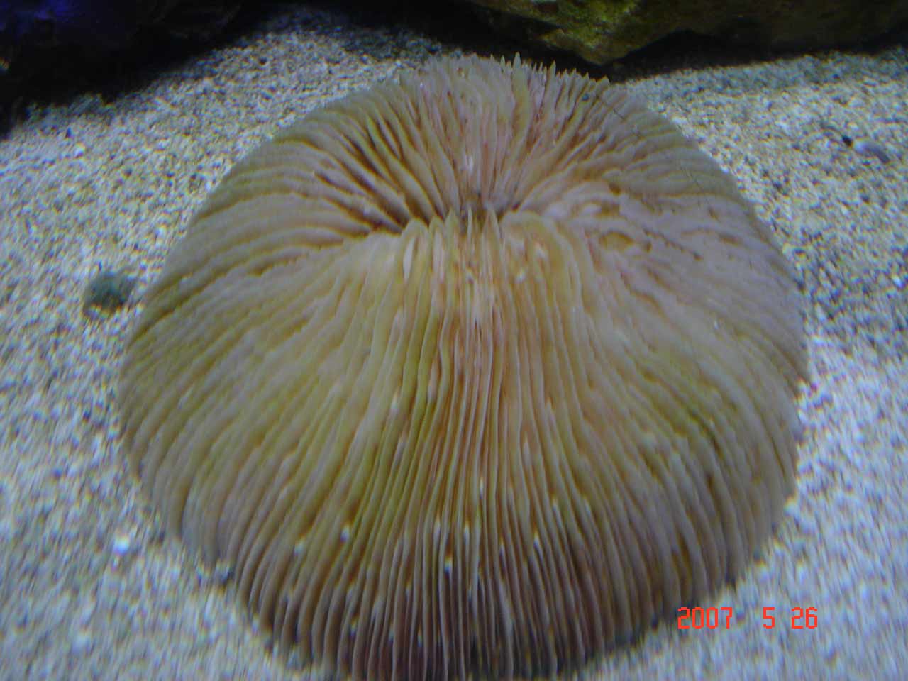 fungiableg2.jpg