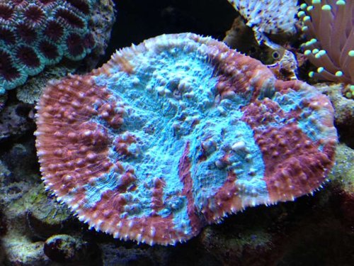 oxypora